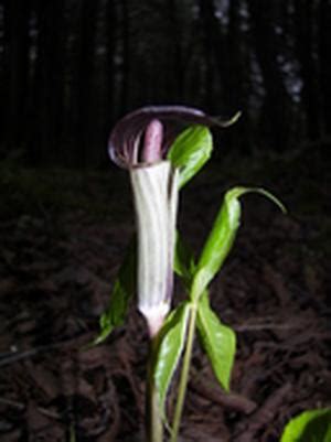 Arum triphyllum (Аронник трехлистный) | Гомеопатия ... и все что с ней ...