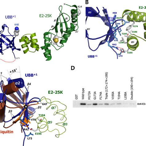 Structure Of The E225kub Complex A The Crystal Structure Of The