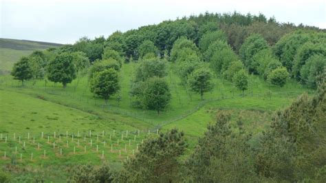 Agroforestry Systems | Farm Woodland Forum