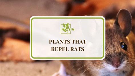 5 Plants That Repel Rats: Vibrant, Fragrant, and Effective - Evergreen ...