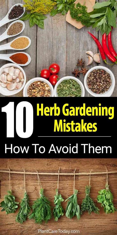 Best Way To Grow Herbs Back Gardener