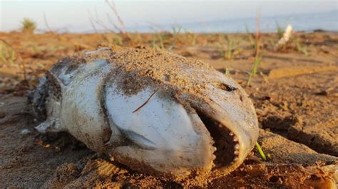 Cinco Claves Para Entender Por Qu Se Muere El Mar Menor