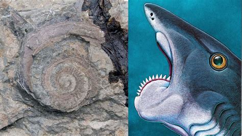 'Buzzsaw Shark' fossil unearthed in eastern Idaho | ktvb.com