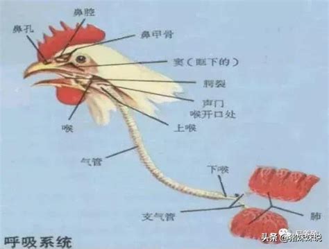 怎樣有效的控制雞呼吸道疾病感染的發生，提高養殖的經濟效益？ 每日頭條