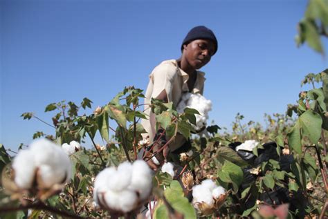 Govt Splashes Millions On Cotton Farmers The Sunday Mail