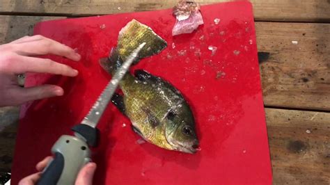 How To Fillet Bluegill And Crappie Youtube