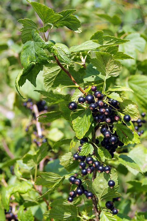 Ontario Native Plant Gardens Carroll Property Services