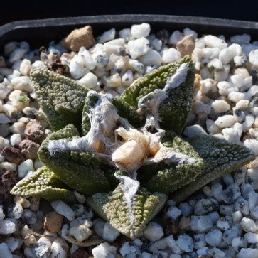 Ariocarpus Fissuratus Esemplare Cod 62486 In Vendita Vivaio