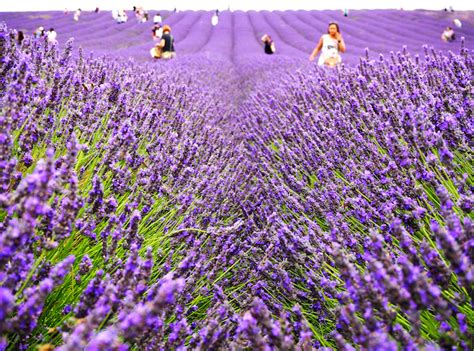 lavender fields  visit  london summer  londonist