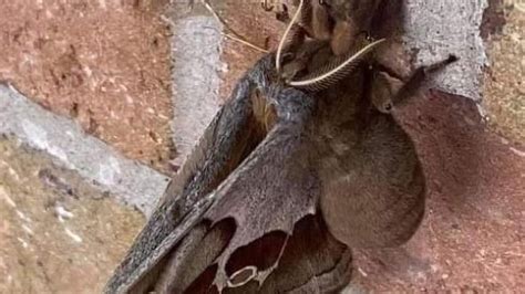 Terrifying Moth Found In North America That Looks Like Tarantula