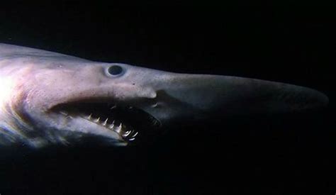 Fun Facts Avout The Goblin Shark Wild Animals Amino