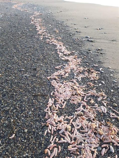 Peixes pênis aparecem em praia na Argentina e fenômeno surpreende