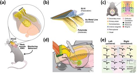 A Schematic Figure Of Iwebs Insertion For Electrocorticogram Ecog