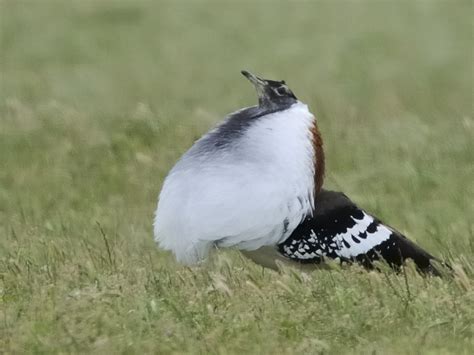 Denhams Bustard Holmen Birding Safaris