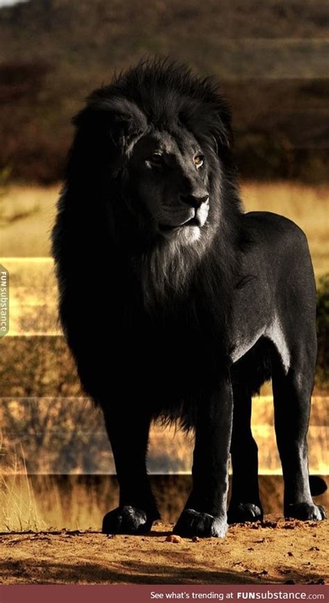 Black lion looks majestic - FunSubstance