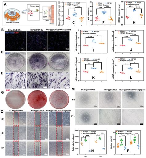 Drgs Secret Cgrp To Regulate Bmsc Osteogenic Differentiation