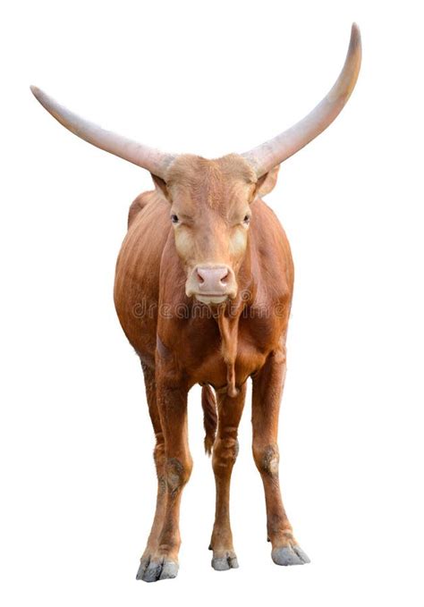 Strong Red Brown Bull Ox Isolated Stock Image - Image of powerful ...