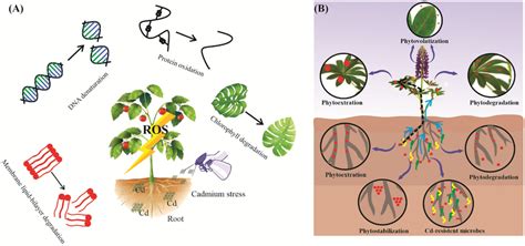 Effects Of Cadmium On Plants And Their Mitigatig Stragtagies A Toxic