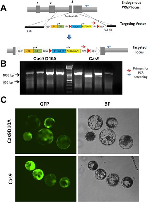 CRISPR Mediated Knock In Of GFP Transgene Into The PRNP Locus A