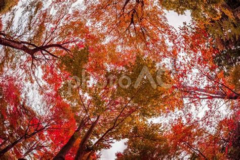 魚眼レンズで撮影した紅葉の森林風景 No 2931168｜写真素材なら「写真ac」無料（フリー）ダウンロードok