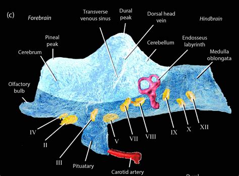 This misshapen pebble is actually the first dinosaur brain fossil ever ...