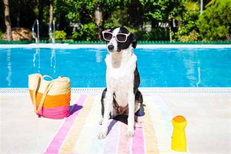 Funny Dog On Summer Vacation At Swimming Pool Stock Image Image Of