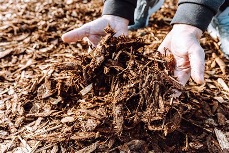 The Importance Of Mulching How It Helps Your Plants And Soil