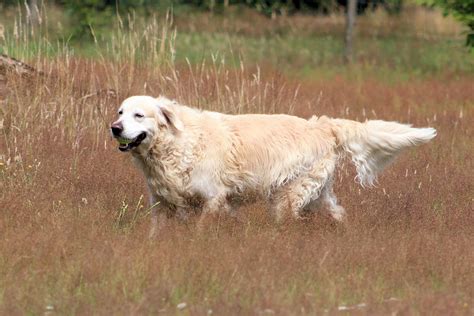 Free Images Animal Pet Fun Golden Retriever Vertebrate Dog Breed