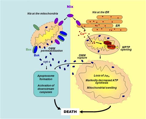 Apoptotic Cell Death Nixed” By An Ermitochondrial Necrotic Pathway Pnas