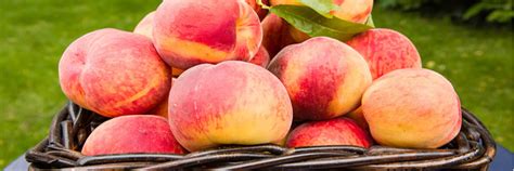 NC Peach Growers