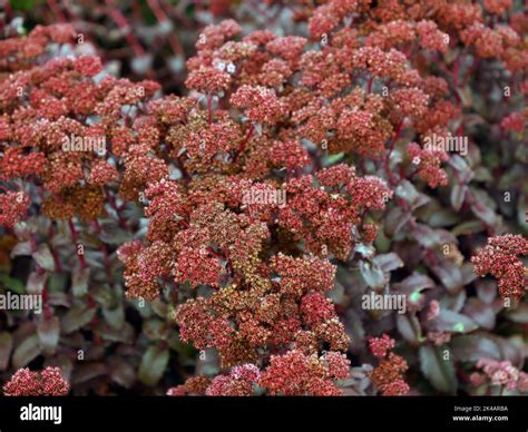 Close Up Of The Densely Packed Pale Ruby Red Flowers Of The Herbaceous