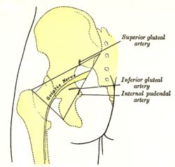 Inferior Gluteal Artery