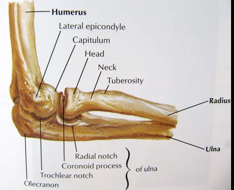 Part 2 Elbow Forearm Wrist And Hand Flashcards Quizlet