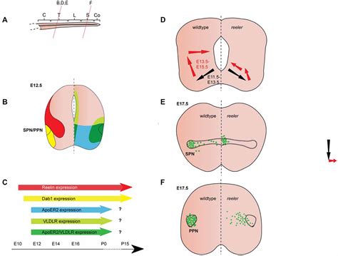 Frontiers Reelin Signaling In The Migration Of Ventral Brain Stem And