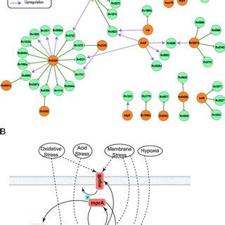 Barcoded Pool Of M Tuberculosis Clinical Isolates For Multiplexed