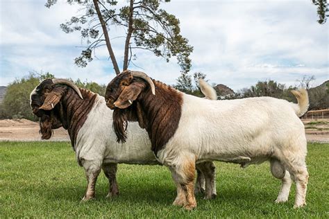 Goat Sheep Lindsay Poultry Farm