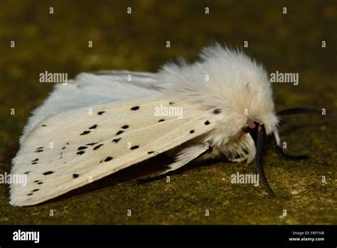 White Ermine Spilosoma Lubricipeda At Rest Stock Photo Alamy