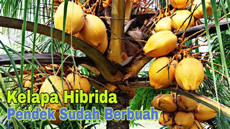 Kelapa Hibrida