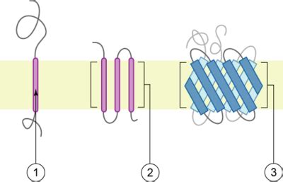 Transmembrane Protein