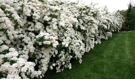 Спирея Вангутта в Москве и Санкт-Петербурге: цена 1 100,00 руб — купить ...