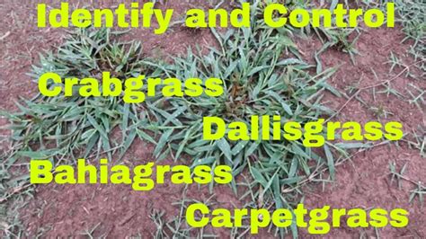 Crabgrass Vs Dallisgrass A Comparative Guide