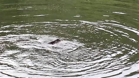 Snapping Turtle Death Match Youtube