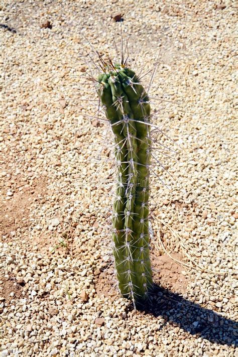 Os Espinhos Isolados Esverdeiam O Cacto Espinhos Na Areia Foto De