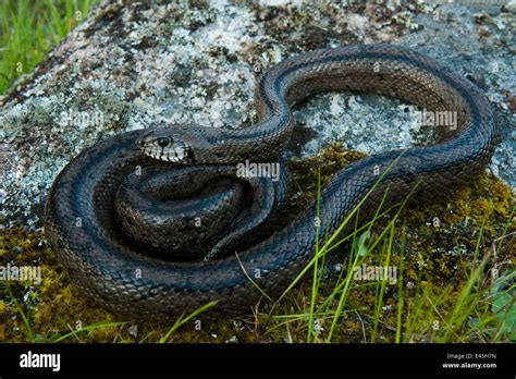 Sierra Morena Fauna Fotograf As E Im Genes De Alta Resoluci N Alamy