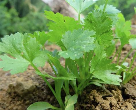 Usos Del Cilantro En La Cocina Y Qu Beneficios Tiene Para Tu Salud