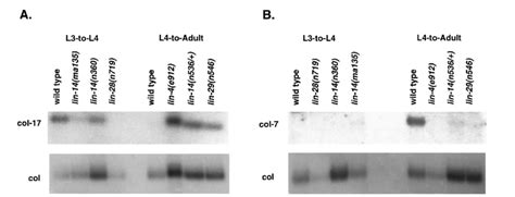 Northern Analysis Of Col 17 And Col 7 Gene Expression In Heterochronic Download Scientific