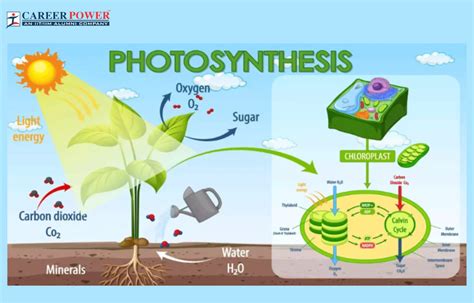 Photosynthesis in Higher Plants