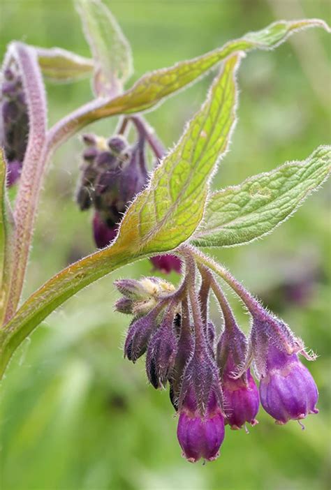 Heilpflanzen Halten Ihren Vierbeiner Auf Trab Millefolia