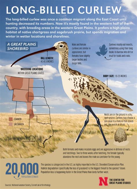 Infographic: Long-billed curlew