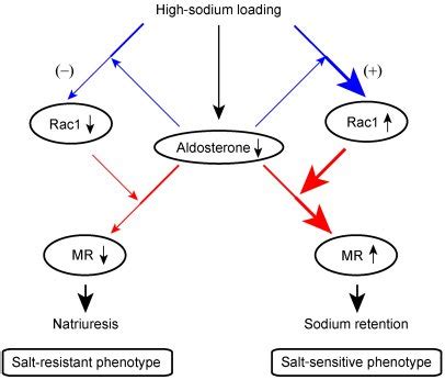 Rac Pathway